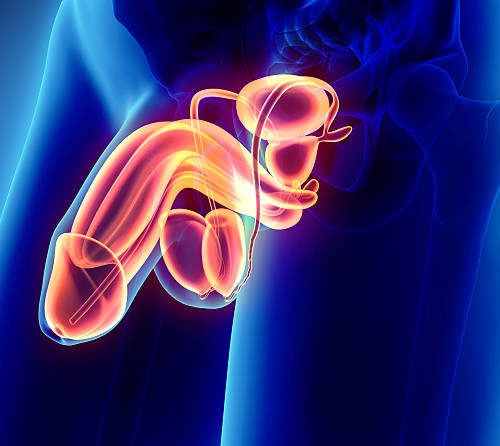 erkek-genital-index erkek-genital-index